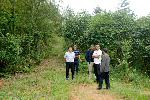 天柱县江夏华茗公司到江东镇考察楠竹加工项目