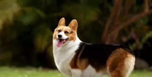 世界上最不忠诚的狗狗排名,并不是所有狗狗都