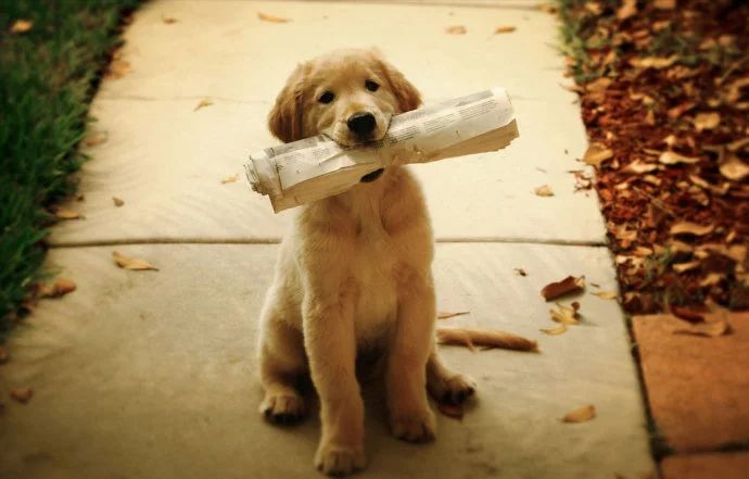 怎么看小狗是否听话 2ffc1757db5748e69767dbb654a5ac5d.jpeg