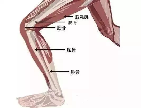 胫骨骨折包括胫骨干骨折和胫骨平台骨折.
