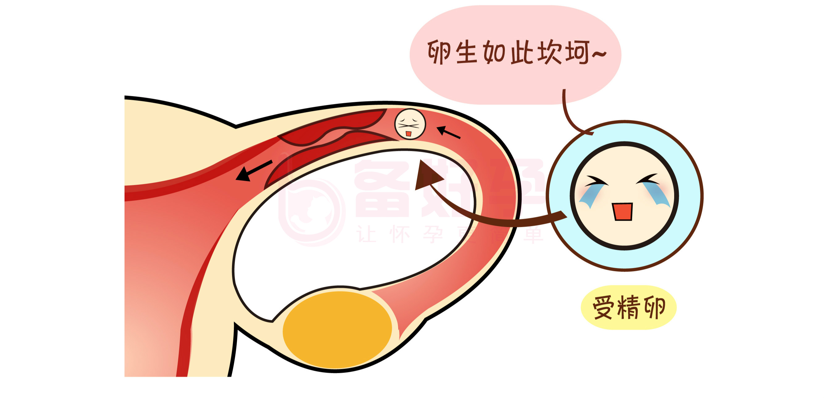 图13～1 卵巢(光镜结构)-基础医学-医学
