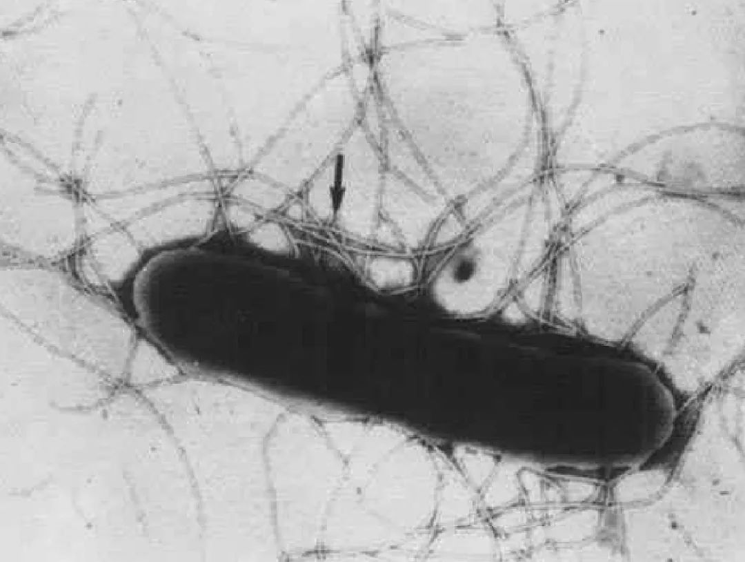 大豆细菌性斑疹病-粮棉油作物病虫-图片