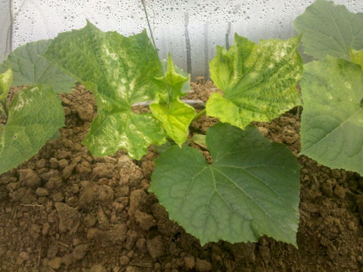 虫螨腈引起的瓜类药害