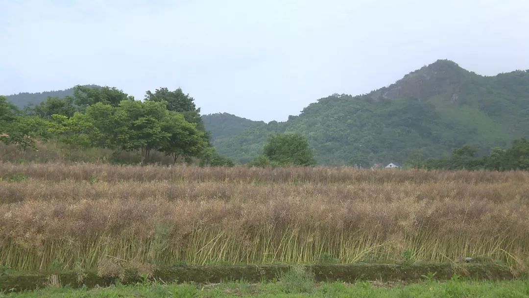 种粮大户傅献军200多亩的油菜地里,两辆油菜收割机正在田地里来回穿梭