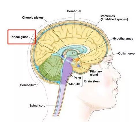 431a38e9f0204a5ead52e412e80e8fc3.jpeg