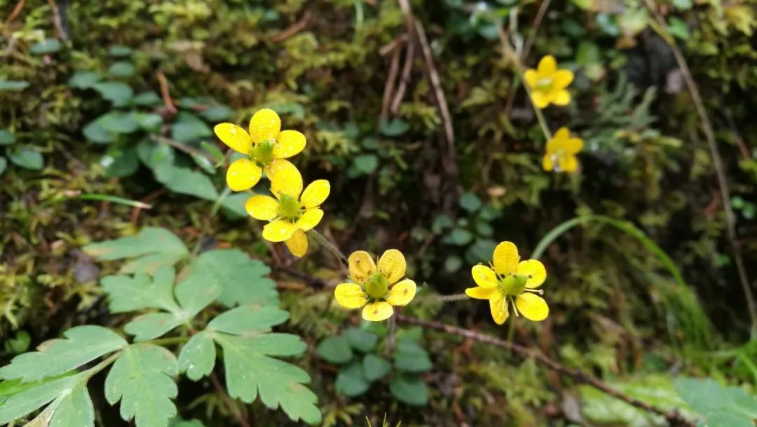 岩须,又叫草灵芝,四川西部和西藏东南部特有的品种,生于海拔2000-4500