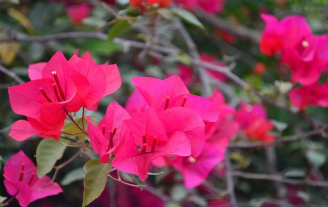 三角梅开花后如何施肥 4c87eb589281427dac22842e31be204f.jpeg