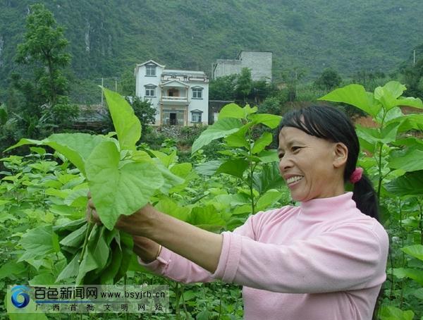 广西凌云:种桑养蚕促脱贫