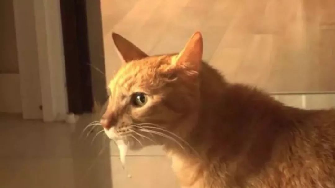 怎么养猫咪能降低焦虑 66fab4452fea402d9c533759435af3a0.jpeg