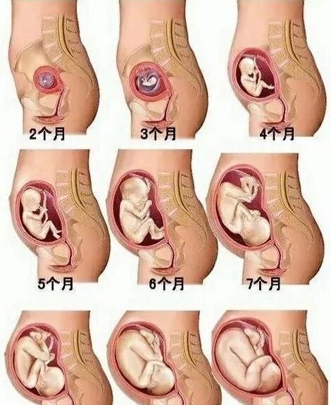 孕期哪个月胎儿长的比较快孕期胎儿有哪些变化