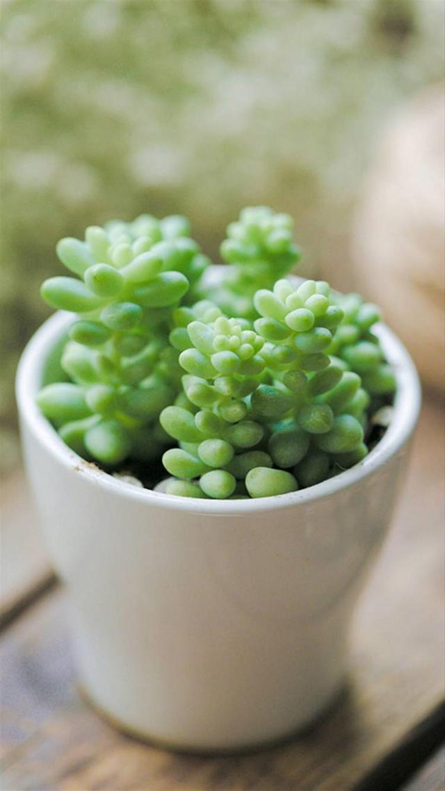 绿色护眼壁纸