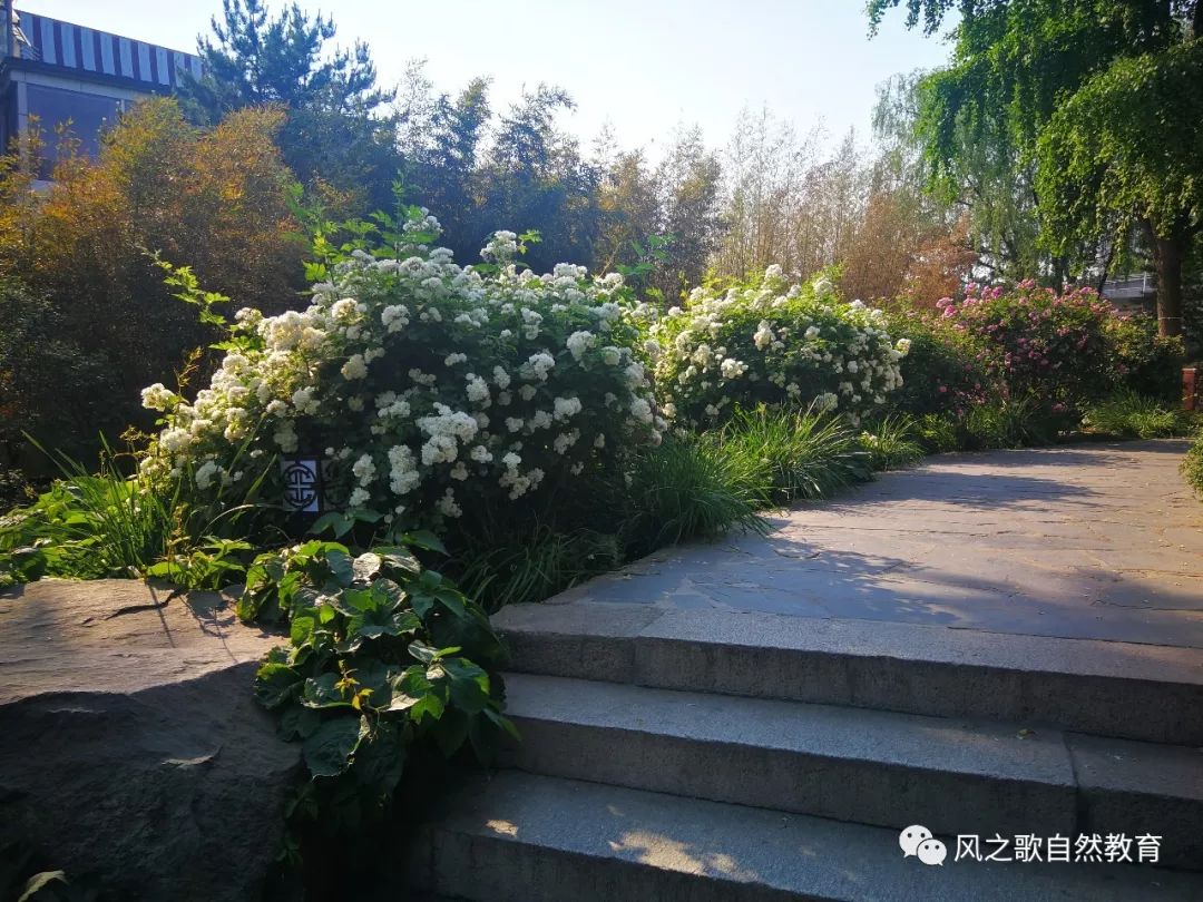 而月季和蔷薇,它们是如此芬芳和美丽,继续慷慨地装点着夏日的街头