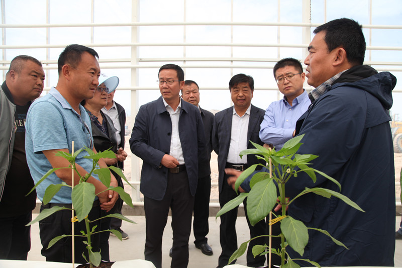 牛益民调研海升现代智能温室工业化栽培生态示范项目