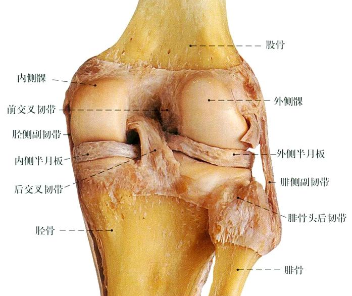 半月板损伤不可逆 这样做可以保护好膝关节