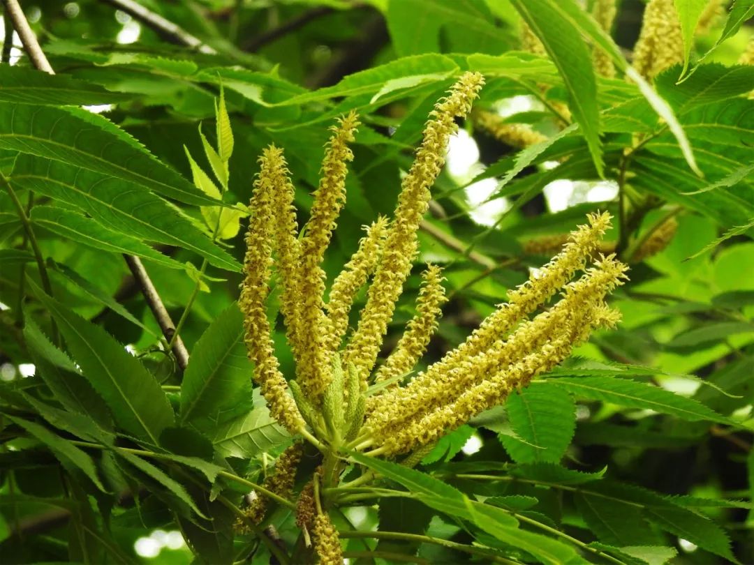 上海植物园公布五月下旬花讯