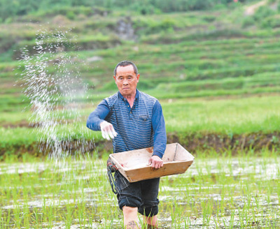 湖南省花垣县农民抢抓时节忙施肥,促进禾苗生长.