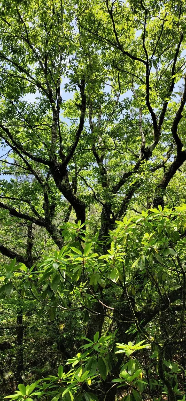 你见过没丽水这里惊现国家二级保护植物天台鹅耳枥