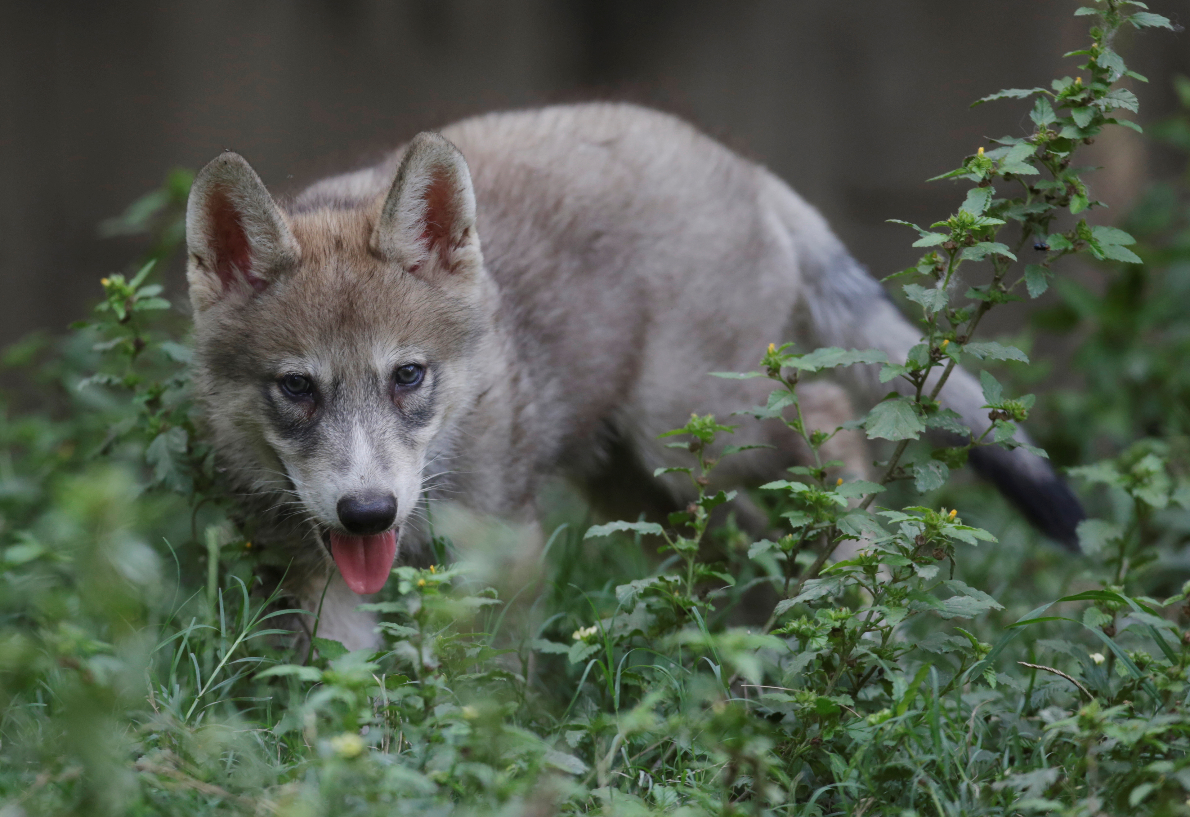 5月21日,在墨西哥拉帕斯托拉动物园,两只加拿大狼幼崽和母亲玩耍.