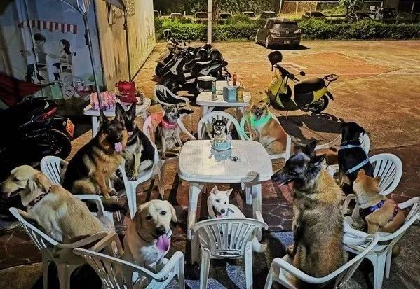 柴柴过生日，请了11只狗狗好友开派对…羡慕了！
