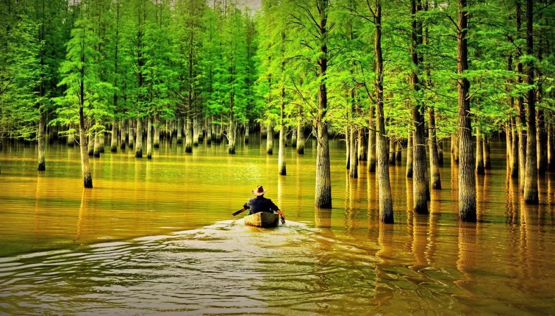 青山湖水杉林