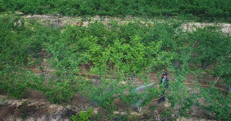 小山村的绿色银行走进襄汾县汾城镇北西城村花椒种植基地