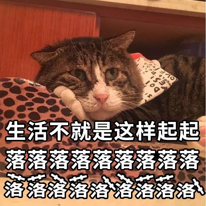 中国虎斑猫惊呆表情火到国外,笑到你憋出内伤!