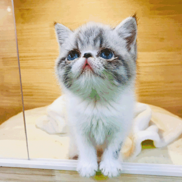 来自可爱萌萌哒猫星人的呼唤!29.9元抵价值282元套餐