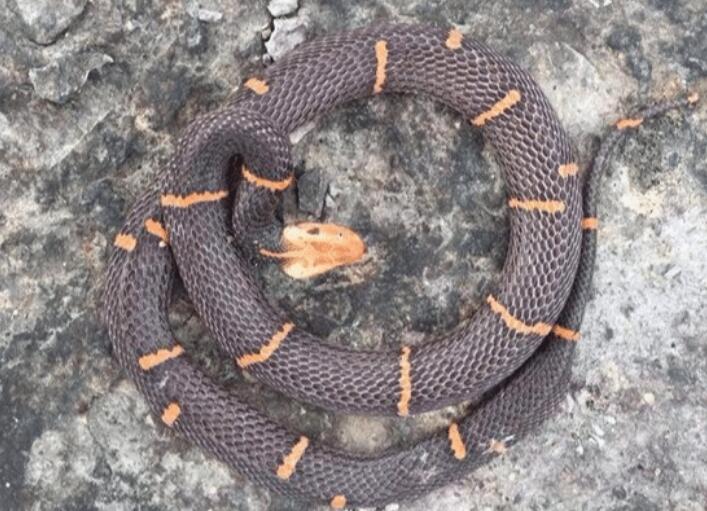 蛇类稀缺物种:喜玛拉雅山白头蛇，原始毒性非常强