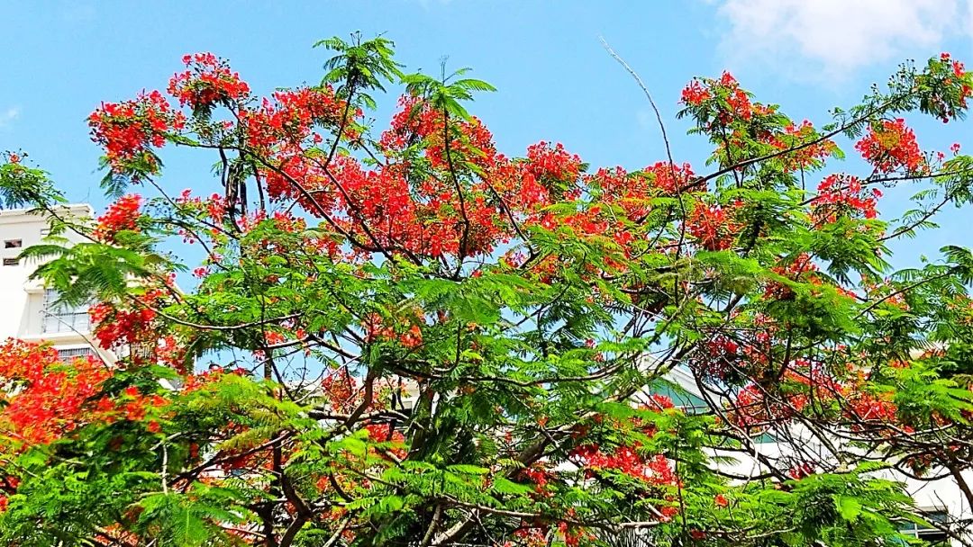 合浦,凤凰花开夺人眼.红花中透出点点蓝天.