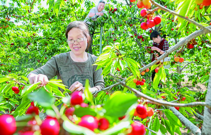 绛县樱桃产业年产值达3亿元种植户年均增收5000余元