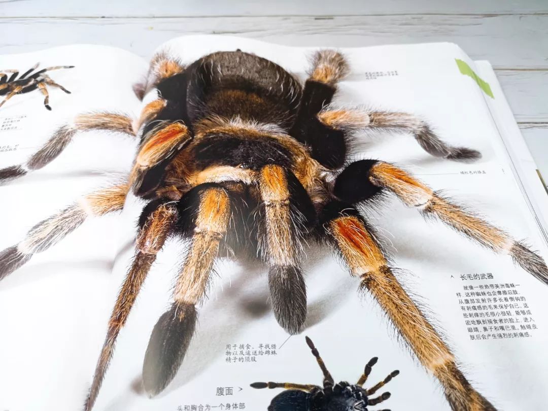 见多识广的孩子,是泡在这种书里养出来的!