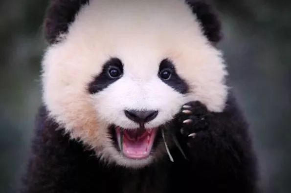 怎么当大熊猫的铲屎官 aca7016ce751401aa9a5c763e0c422ee.jpeg
