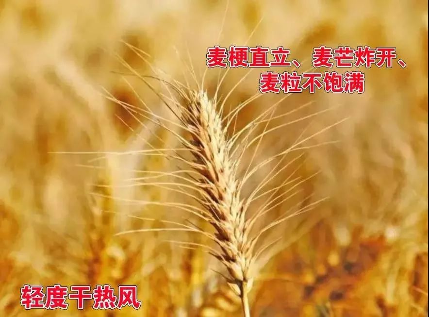 短，粒重下降，重者植株提前枯死，麦粒秕瘦，进而造成不同程度的减产。