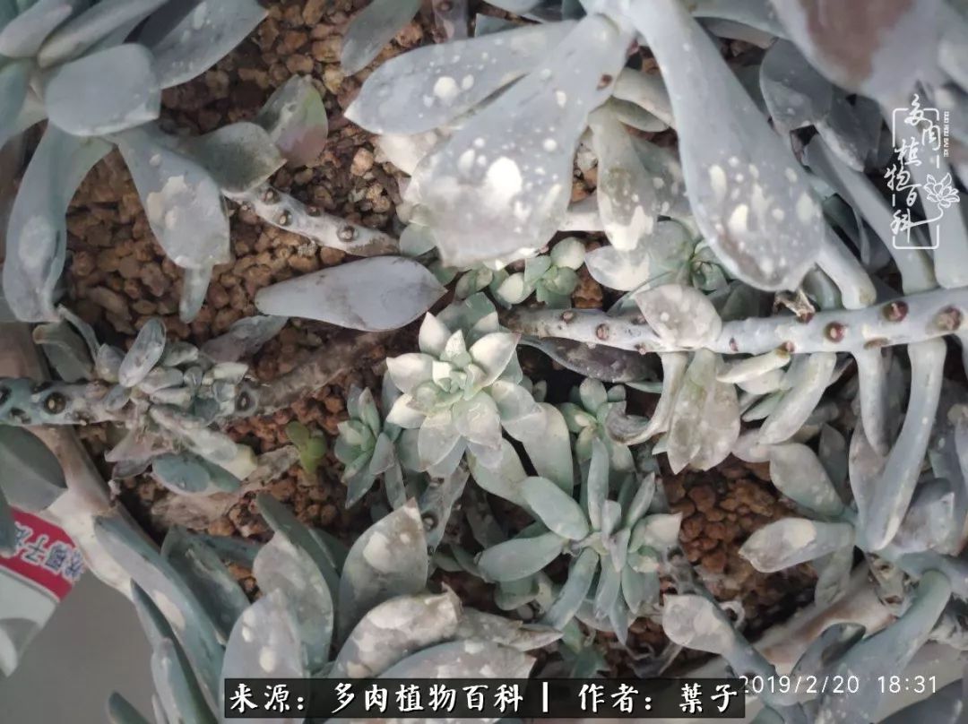 多肉小白药对人的危害 aff441f030e44c819ca226e2a7049fda.jpeg