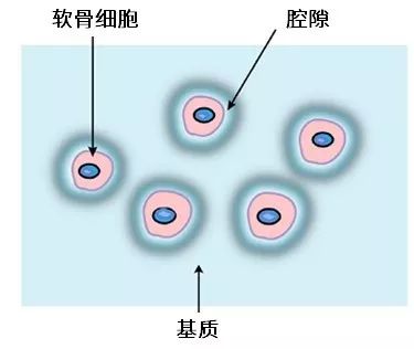 脐带血是个宝脐带血来源干细胞在软骨再生中的应用