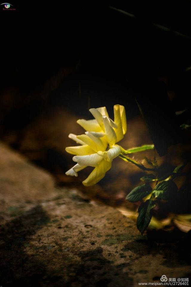 原创花卉摄影:月季饮露蕊心醉,谁人痴赏俏羞颜.