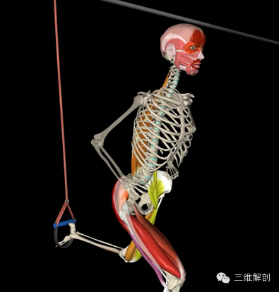 人体运动状态下的3d肌肉骨骼精美解剖