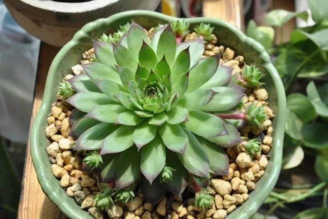 多肉水浇多了掉叶子 be1dd27457834c6d93382a13e460a057.jpeg