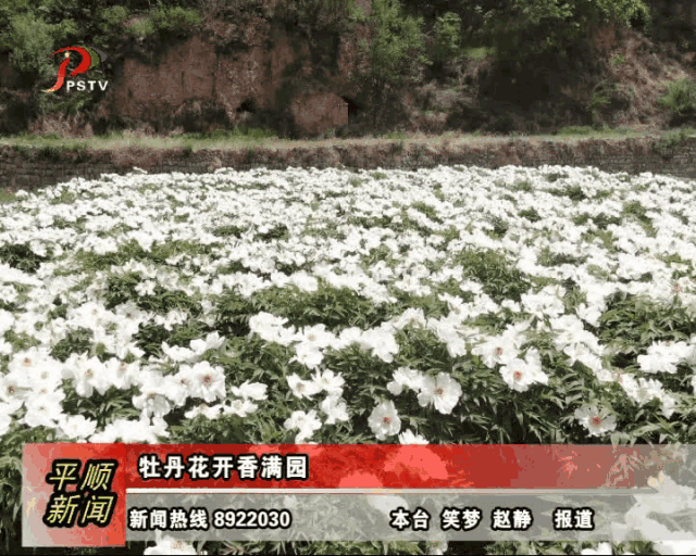 眼下,平顺县西沟乡的300亩油用牡丹竞相怒放,成片的