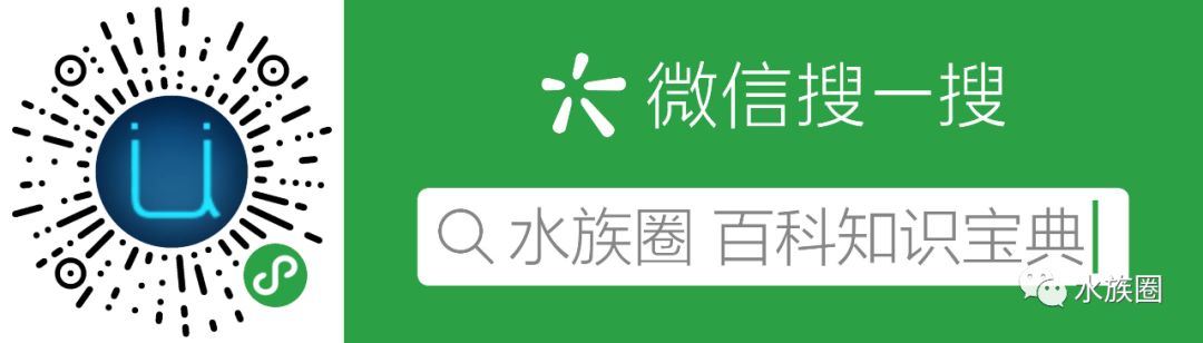 草缸里究竟适合养什么鱼?