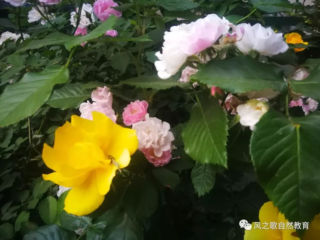 宋朝的欧阳修,在此时节写下了一首《五绝·小满 夜莺啼绿柳,皓月醒