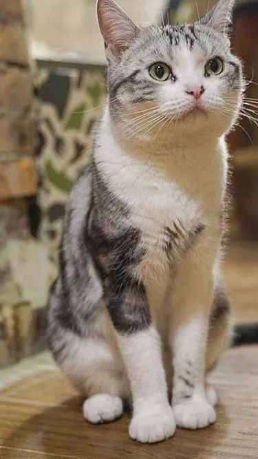 猫咪怎么才能不怕人 ce4d3766bcf843969530afb815714570.jpeg