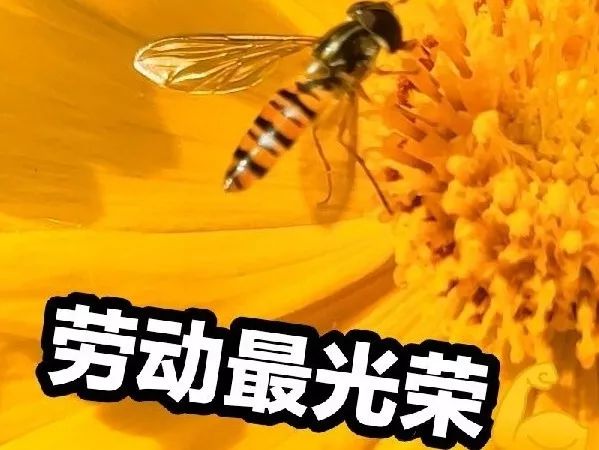 小蜜蜂在为山师每个角落开遍花朵而奋斗着呢