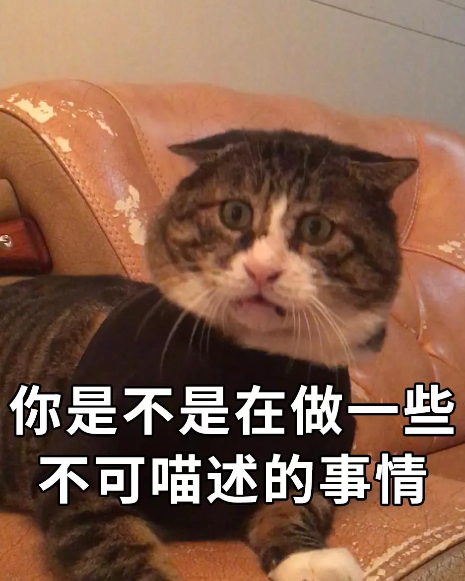 中国虎斑猫惊呆表情火到国外,笑到你憋出内伤!