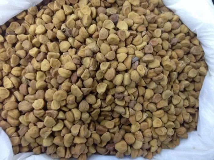每天学一味中药 | 牵牛子