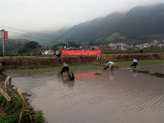 广西来宾市象州县:试种"巨型稻",发展稻田种养,提高种稻经济效益