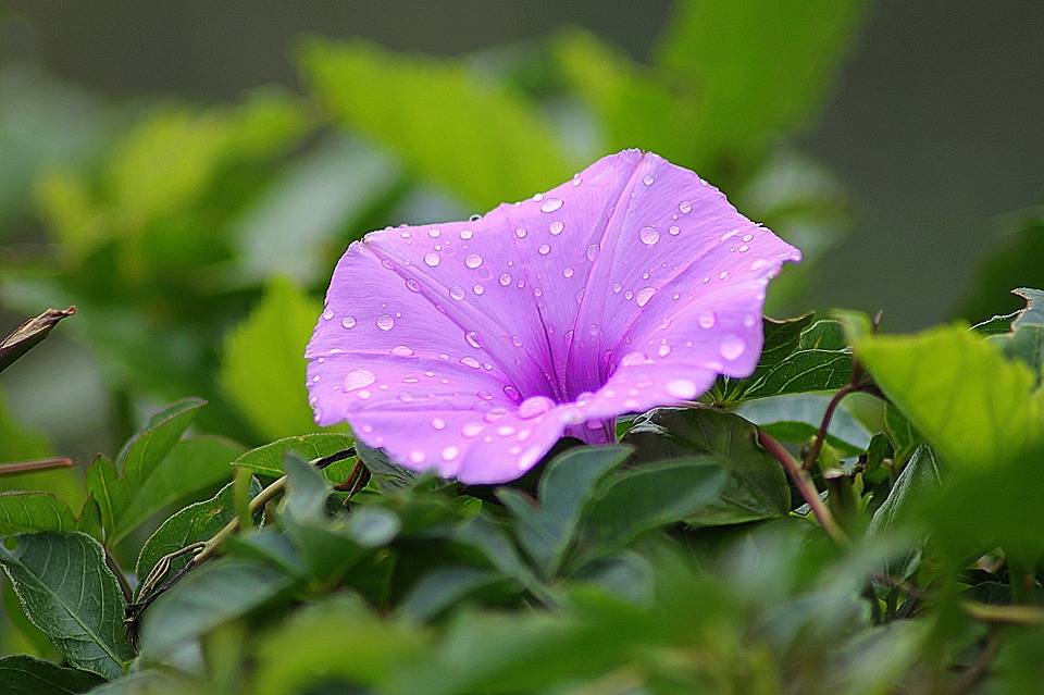 牵牛花诗词精选二十一首 多少红楼昏梦里,不知秋色到疏篱 真钱捕鱼游戏