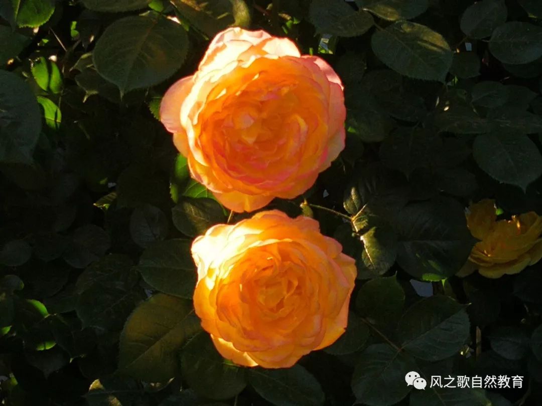 宋朝的欧阳修,在此时节写下了一首《五绝·小满 夜莺啼绿柳,皓月醒