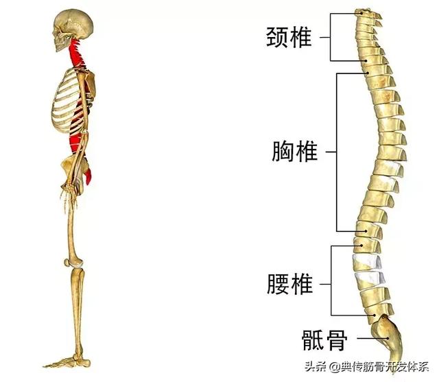 筋骨开发很多练武人不知道何为脊柱成弓