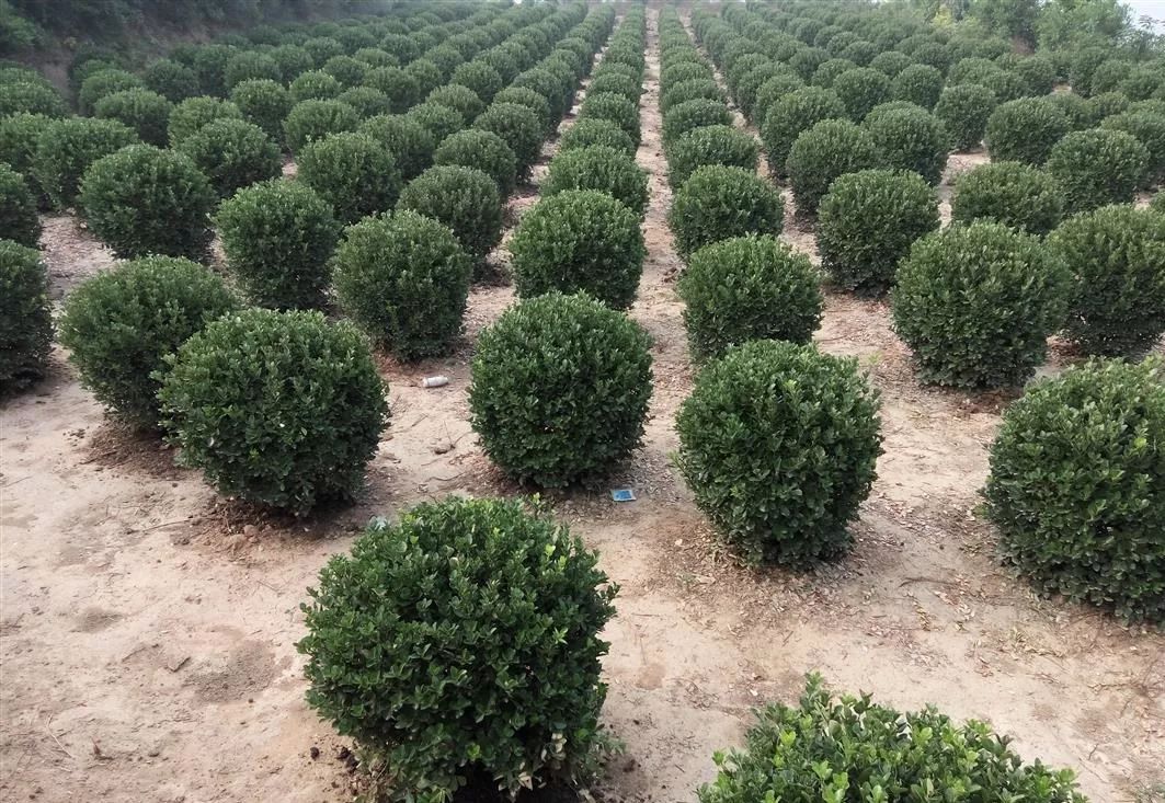 现在能种啥树苗 fff4508f13394d46b12440e2730e3fb0.jpeg